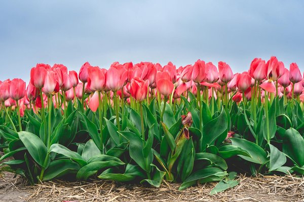 Top Hedge Plants to Boost Privacy in Your UK Urban Garden: Create a Serene Green Sanctuary