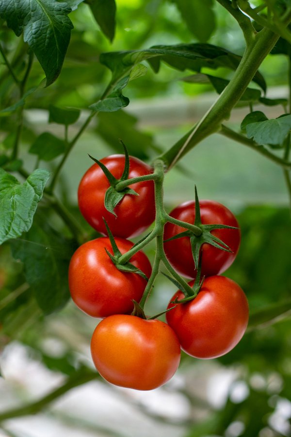 The ultimate guide to the world's best tomatoes varieties